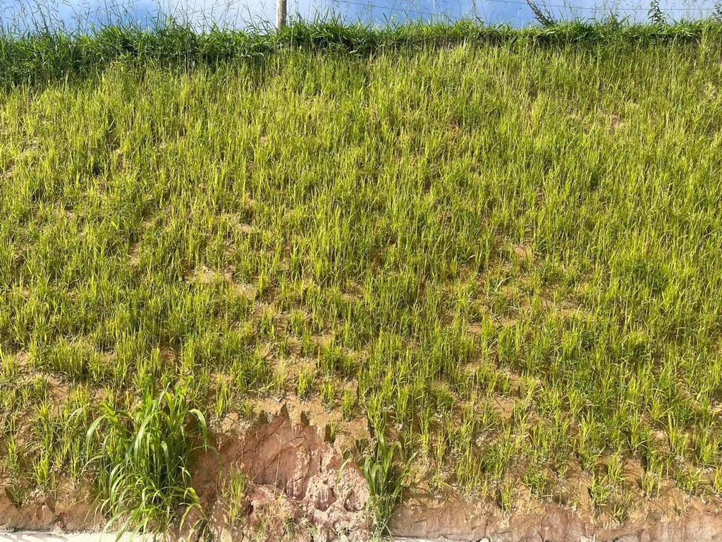 Hidrosemeadura Projetada — foto 5