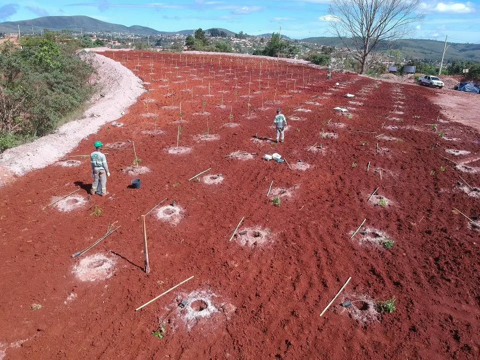 Plantio de muda em projeto da SG Ambiental