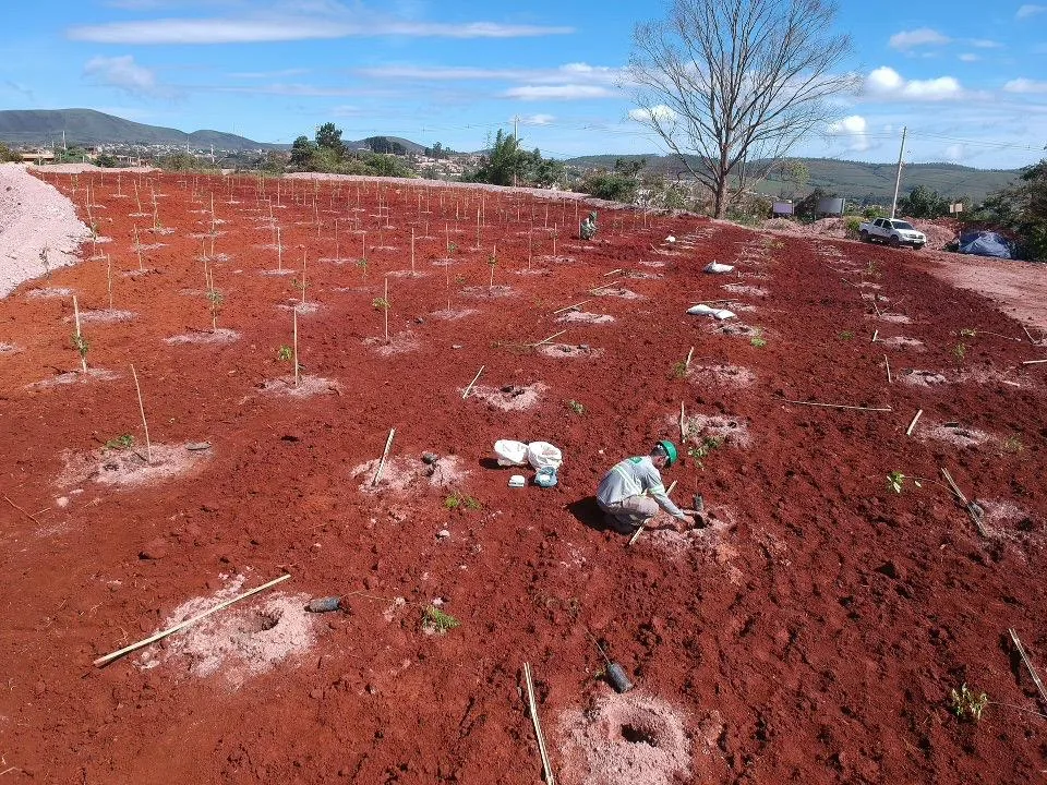 Plantio de Muda — foto 2