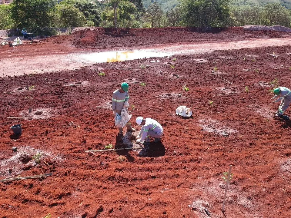 Plantio de Muda — foto 3