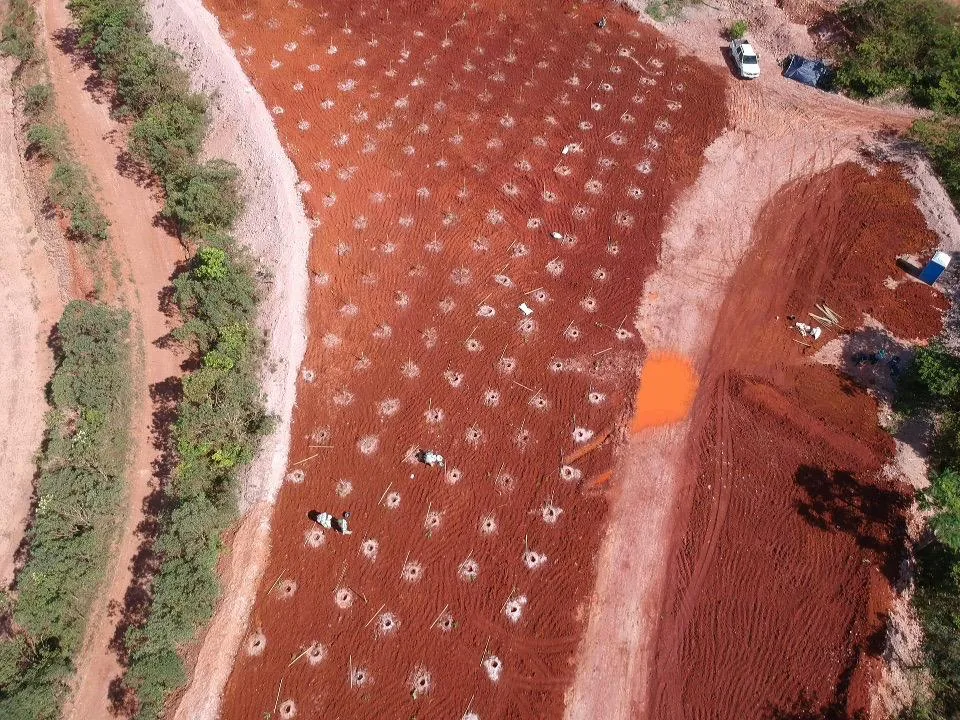 Plantio de Muda — foto 4