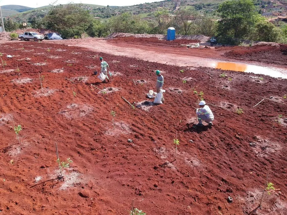 Plantio de Muda — foto 5