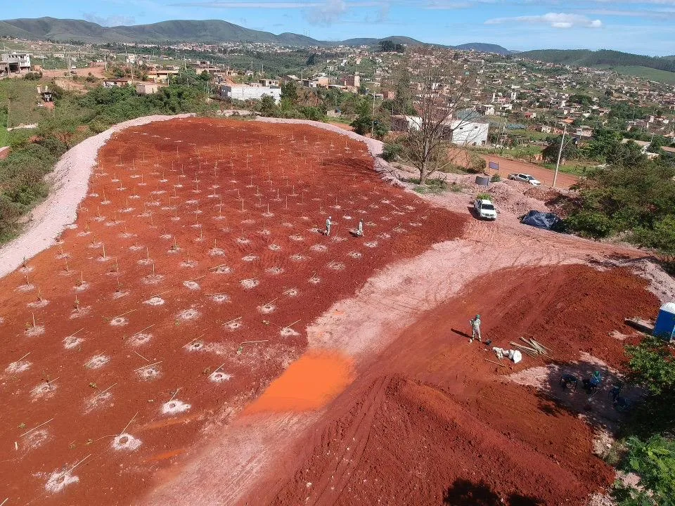 Plantio de Muda — foto 6
